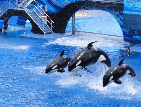 Sea World