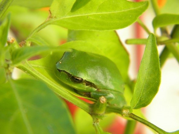 The Tree Frog