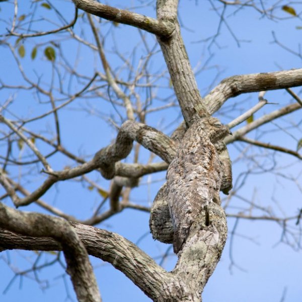 Great Potoo