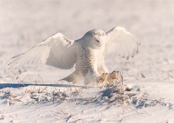 animals that camouflage in snow