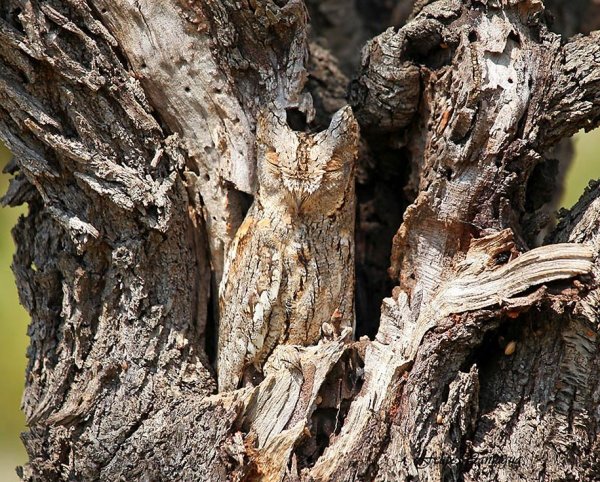 The Long Eared Owl