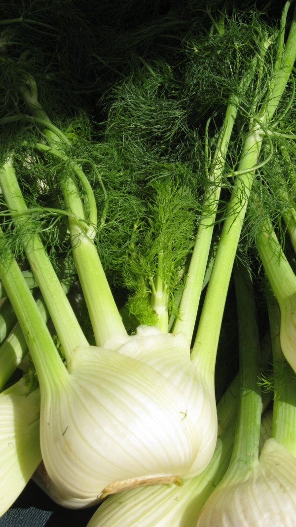 Fennel