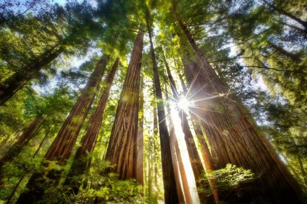 Muir Woods, California