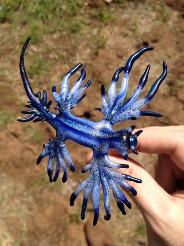 Blue Dragon Sea Slug