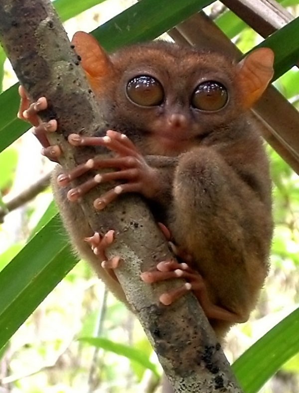 Tarsiers