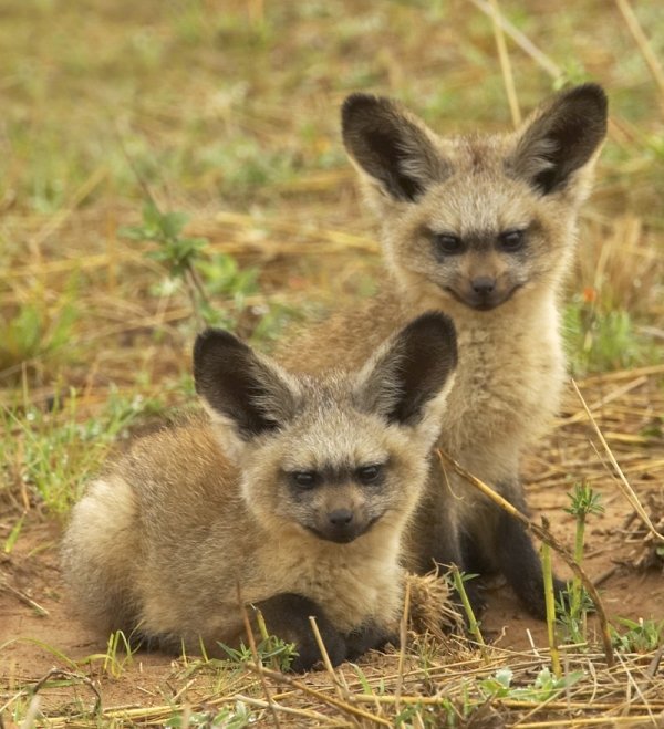 The Bat-eared Fox