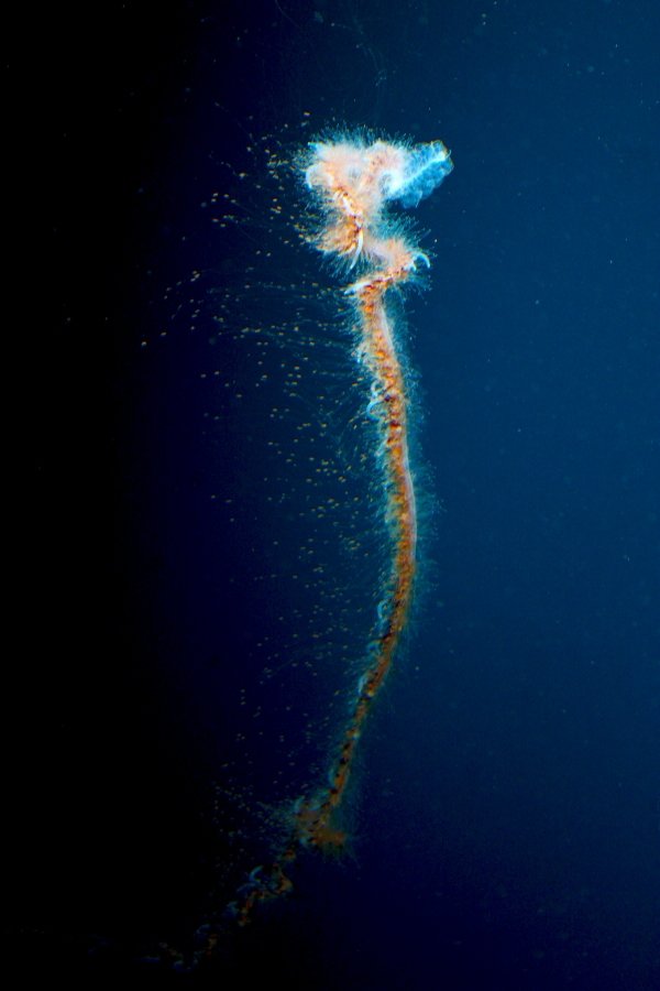 Giant Siphonophore