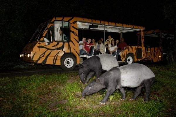 Visit the Night Time Zoo in Singapore