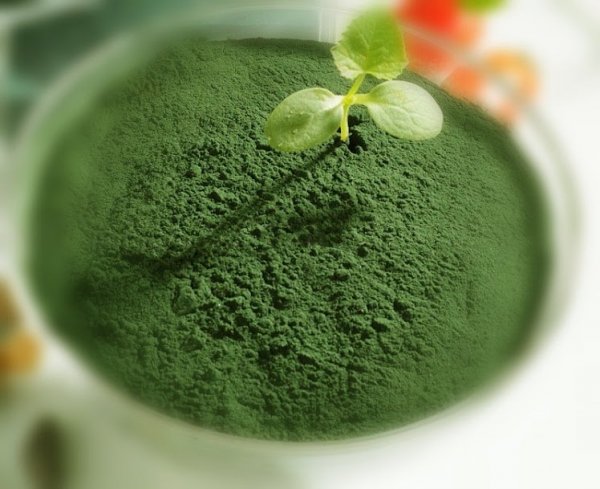 Spirulina