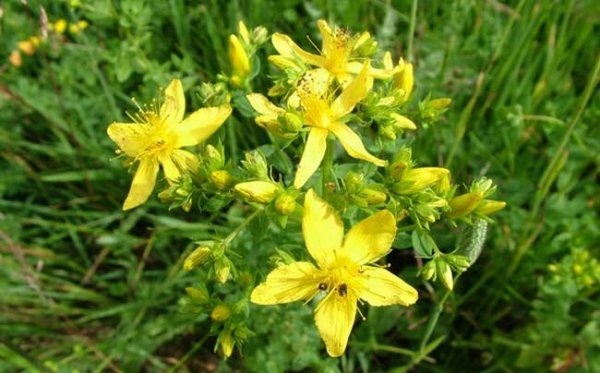 St. John’s Wort