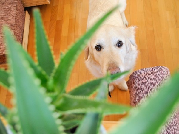 Put Plants out of Reach