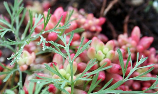 Foliage Plants