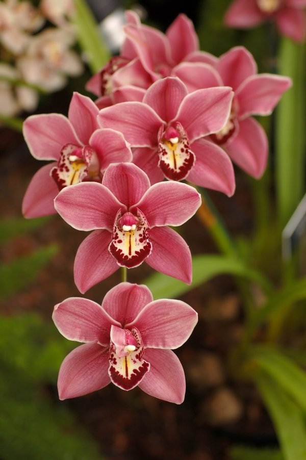 Orchid