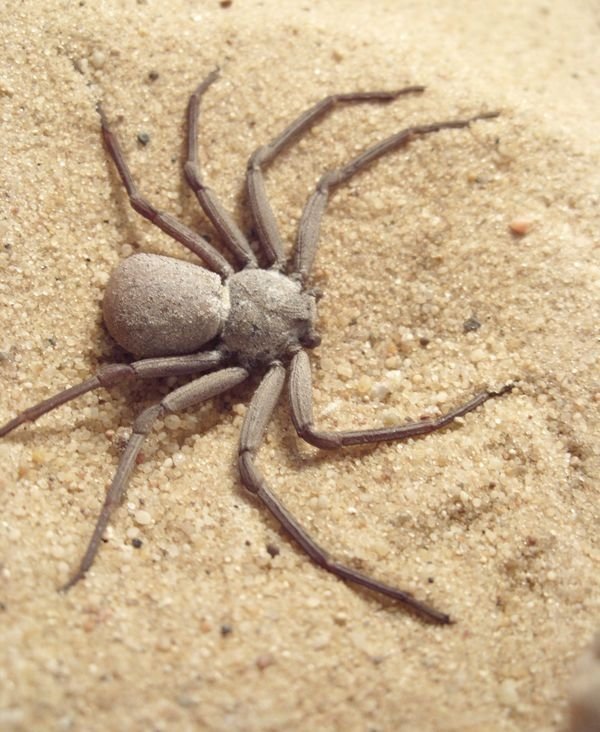 Six-Eyed Sand Spider