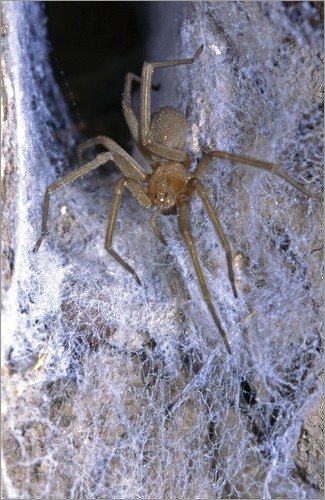 Chilean Recluse Spider