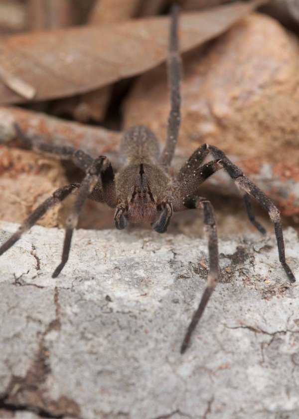 brazilian wandering spider most poisonous