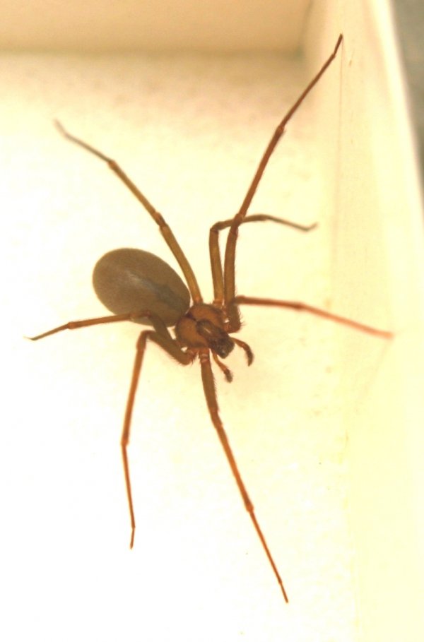 Brown Recluse Spider