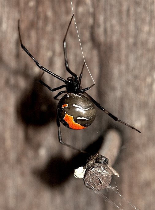 Redback Spider