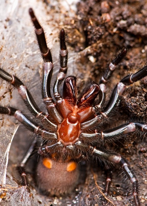 7 Of The Worlds Most Poisonous Spiders