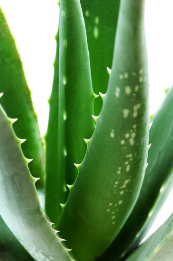 Aloe Vera Mixtures