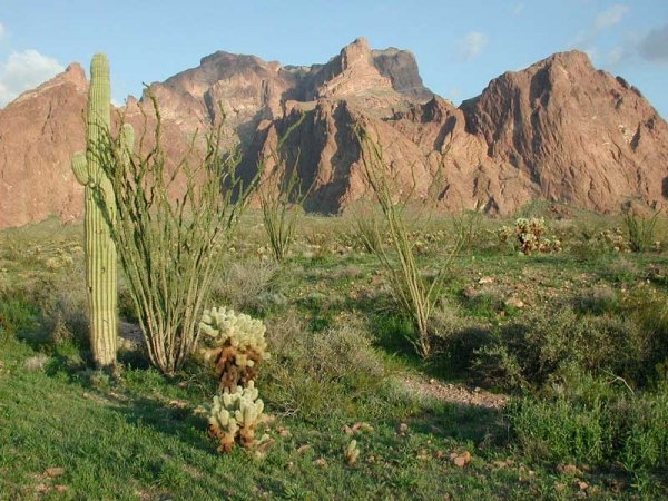 Kofa National Wildlife Refuge