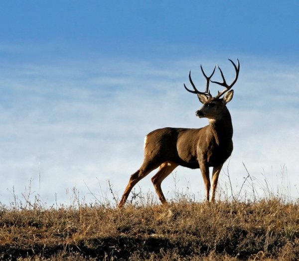 Rocky Mountain Arsenal National Wildlife Refuge