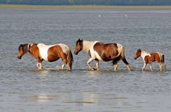 Chincoteague National Wildlife Refuge