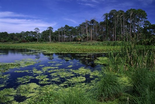 St. Marks National Wildlife Refuge