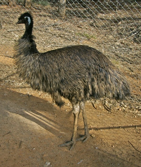 Emu