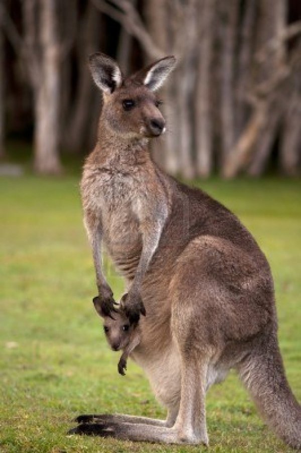 7 Birds and Animals Native to Australia