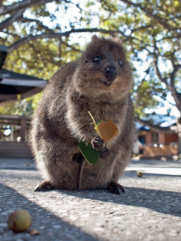 Quokka