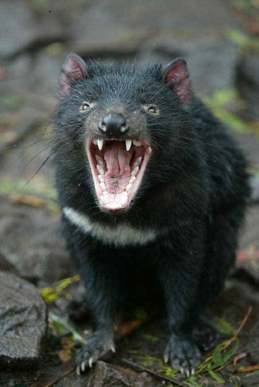 Tasmanian Devil