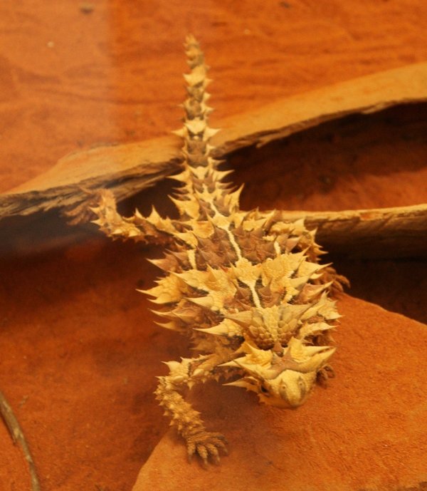 Thorny Devil