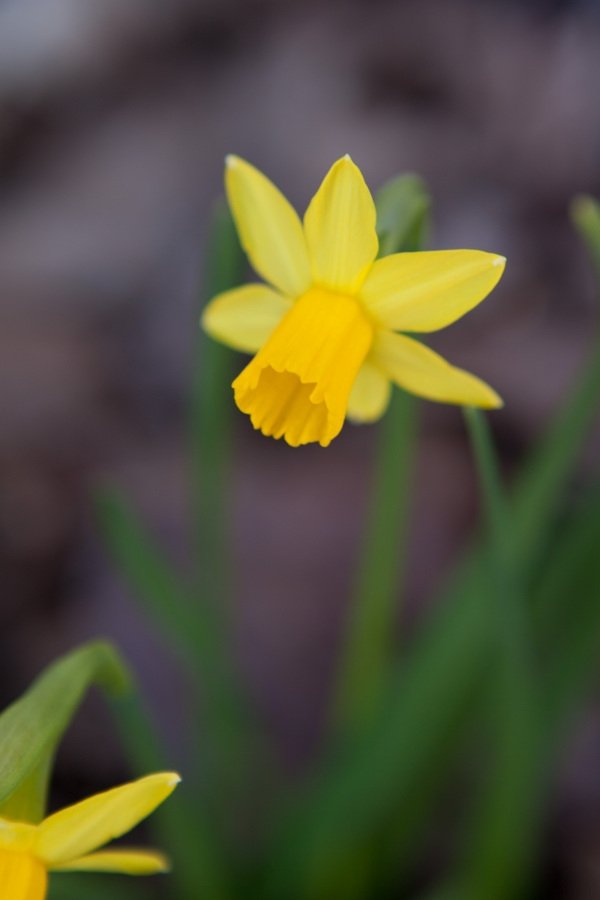 Daffodil