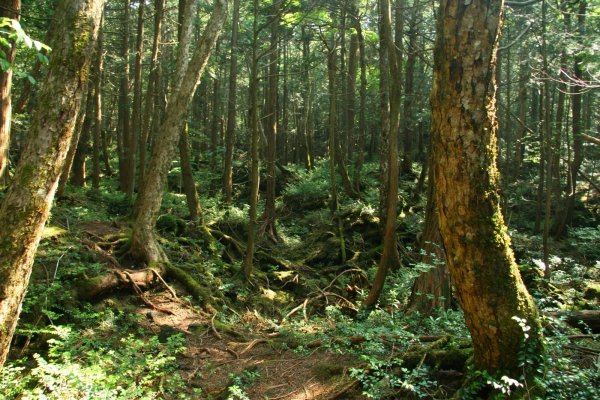 Aokigahara, Japan