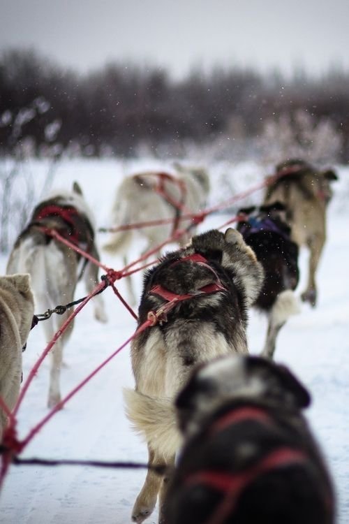 Dog Sleds