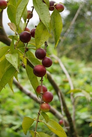 Camu-Camu Berry