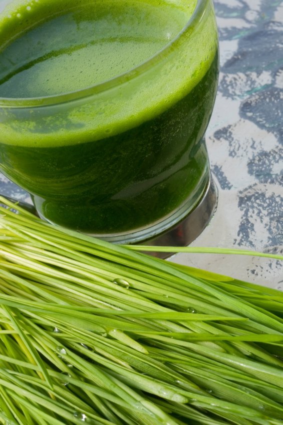 Wheatgrass Powder