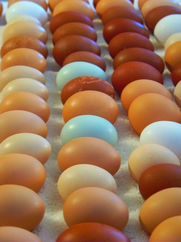 Eggs