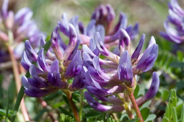 Astragalus