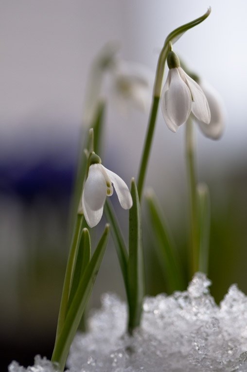 Snowdrop