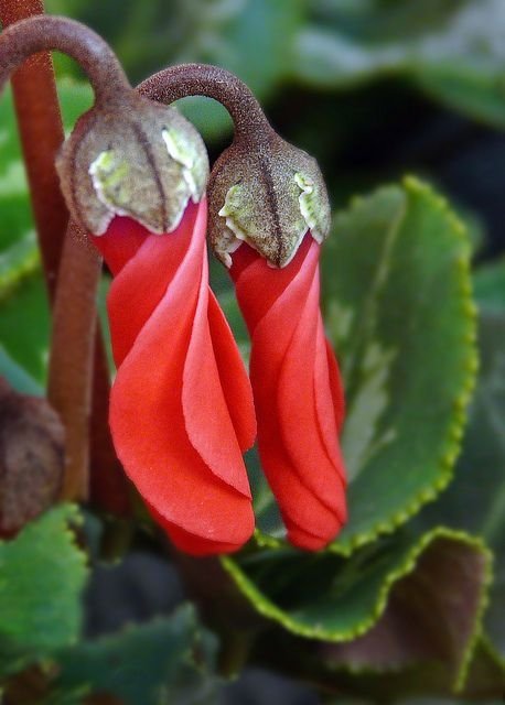 Cyclamen