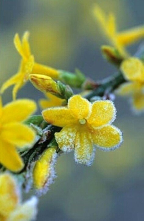 Winter Jasmine