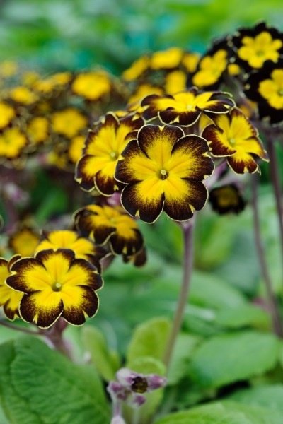 Polyanthus