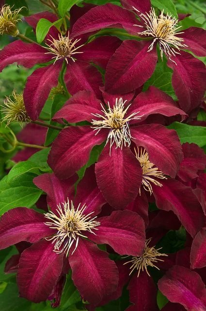 Clematis