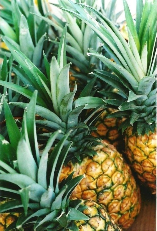 Pineapple