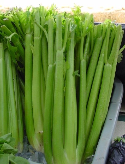 Celery