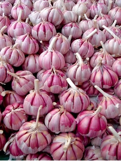 Garlic