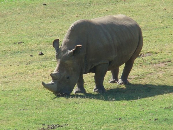 Northern White Rhinoceros