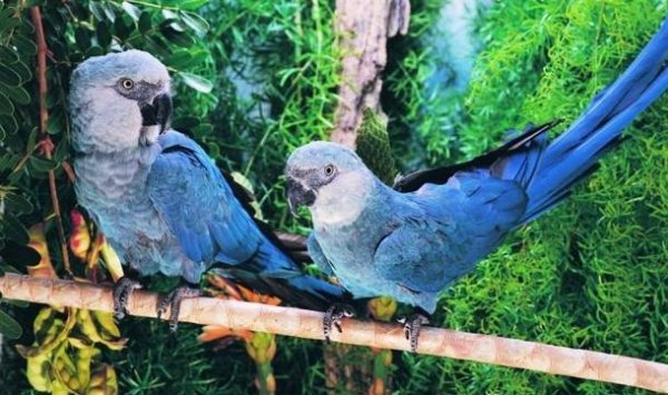 Spix’s Macaw